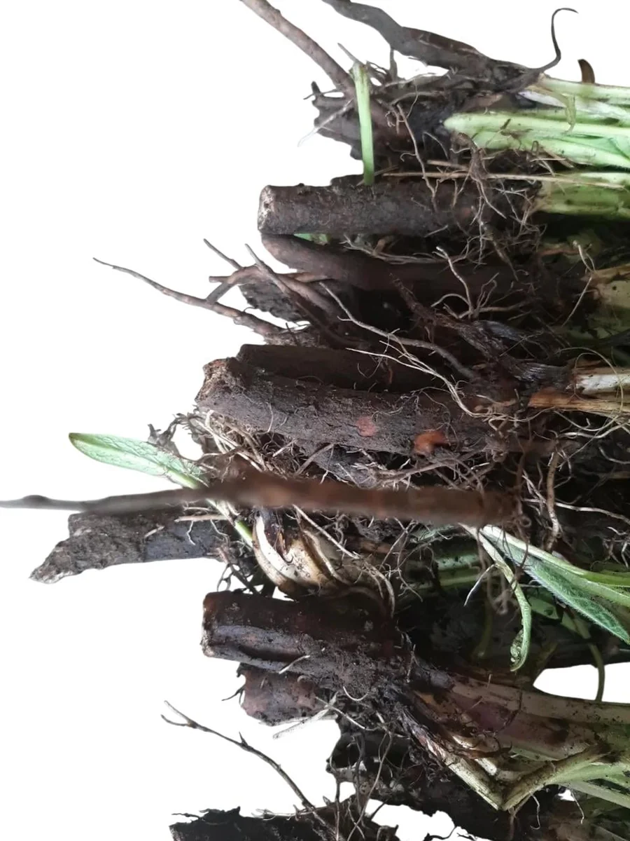 Bocking 14 Comfrey Plant Roots - 10 Packs, 4 Inch Long, Symphytum Officinale - Image 4