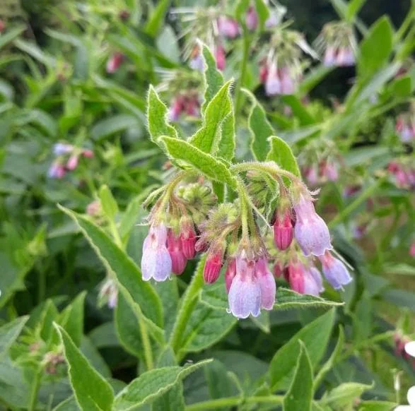 Bocking 14 Comfrey Plant Roots - 10 Packs, 4 Inch Long, Symphytum Officinale - Image 1