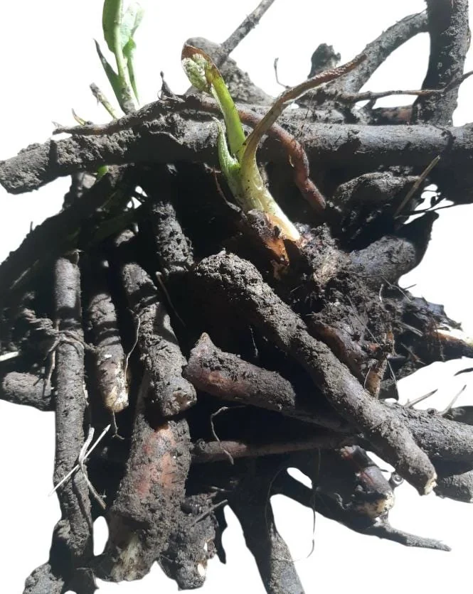 Bocking 14 Comfrey Plant Roots - 12 Packs, 4 Inch Long, Perennial - Image 2