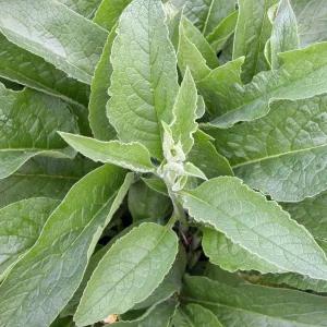 Bocking 14 Comfrey Plant Roots - 12 Packs, 4 Inch Long, Perennial - Image 3