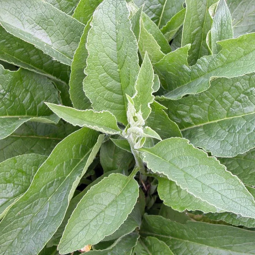 Bocking 14 Comfrey Plant Roots - 12 Packs, 4 Inch Long, Perennial - Image 3