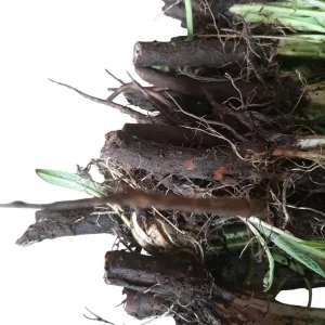 Bocking 14 Comfrey Plant Roots - 12 Packs, 4 Inch Long, Perennial - Image 4