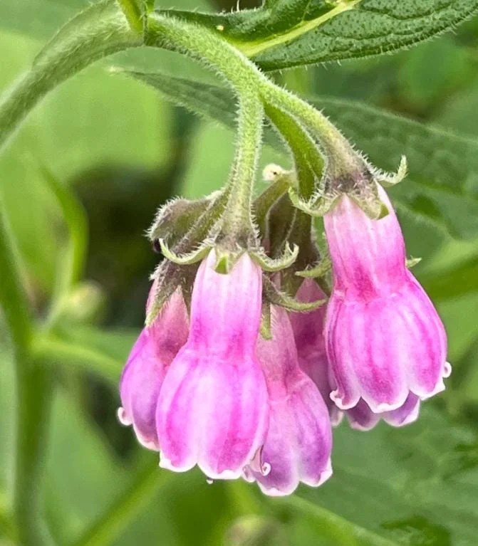 Bocking 14 Comfrey Plant Roots - 12 Packs, 4 Inch Long, Perennial - Image 5