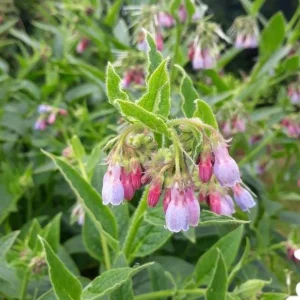 Bocking 14 Comfrey Plant Roots - 12 Packs, 4 Inch Long, Perennial - Image 6