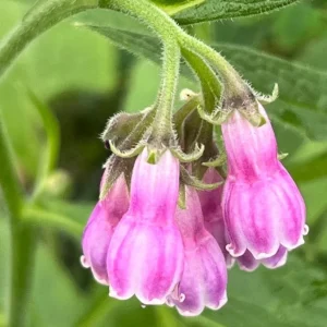 Bocking 14 Comfrey Plant Roots - 20 Pack, 4 Inch, Live Bare Root Perennial - Image 1