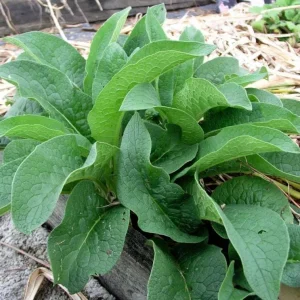 Bocking 14 Comfrey Plant Roots - 20 Pack, 4 Inch, Live Bare Root Perennial - Image 4