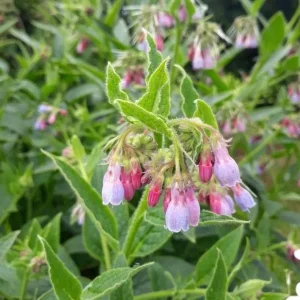 Bocking 14 Comfrey Plant Roots - 20 Pack, 4 Inch, Live Bare Root Perennial - Image 8