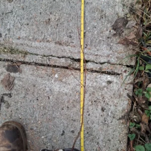 Cherry Plum Live Tree - Prunus Cerasifera - Fruit Tree Plant, Up to 3 ft - Image 3