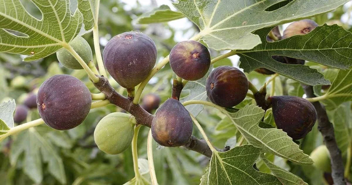 Chicago Hardy Fig Tree Live Plant - Cold Hardy Edible Fruit for Zones 4+ - Image 1