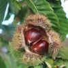 Chinese Chestnut Tree Live Plant, Up to 2 ft Tall, Blight-Resistant Nut Tree, Outdoor - Image 1