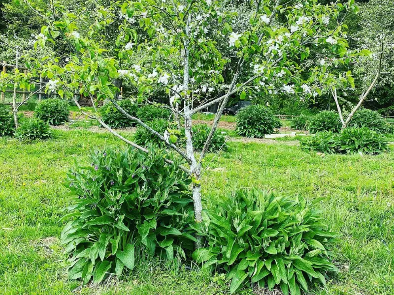 comfrey companion plants