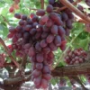 Crimson Seedless Grape Vine Live Plant - 2.5 ft Tall, 4-Year-Old, Outdoor Fruit Tree - Image 1