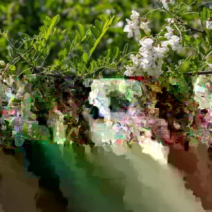 Kentucky Coffee Tree Live Plant - 2 ft Tall, Shade Tree Outdoor - Image 3