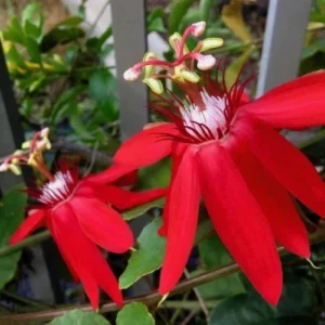Deep Red Passiflora Live Plant – Edible Green-Yellow Passion Fruit Vine, USDA Zones 9+ - Image 2