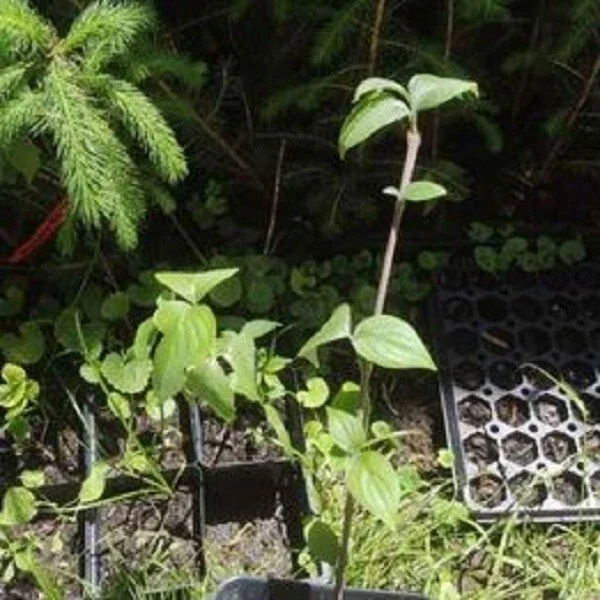 Dogwood Tree Live Plant - 1 ft Tall - Outdoor Flowering Ornamental Tree - Image 2