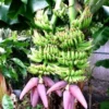 Dwarf Cavendish Banana Tree Live Plant - Musa acuminata - Indoor/Outdoor - 6-10 ft - Image 1