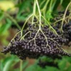 Elderberry Live Plant - Outdoor Fruit Shrub, Edible Berries, Attracts Pollinators - Image 1