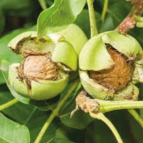 English Walnut Live Plant - Juglans regia - 3 Trees up to 2 ft Tall - Outdoor Nut Producing - Image 1
