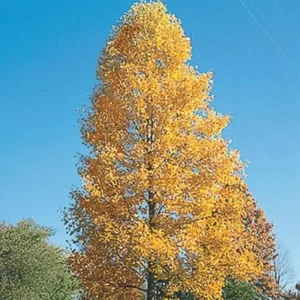Tulip Tree Live Plant - Liriodendron Tulipifera - Up to 2 ft Tall - Outdoor Deciduous - Image 3