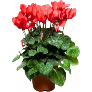 Red Cyclamen Live Plant - Hardy Flowers, Indoor/Outdoor, 4 Inch Pot - Image 1
