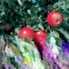 Fuji Apple Tree Live Plant - Red Apples, 2.5 Ft Tall, Rooted, Outdoor - Image 1