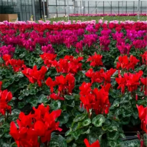 Red Cyclamen Live Plant - Hardy Flowers, Indoor/Outdoor, 4 Inch Pot - Image 4