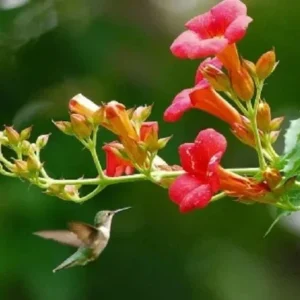 Hummingbird Vine Live Plant - Trumpet Creeper - Bare Root 6-12 inches Tall - Outdoor - Image 2
