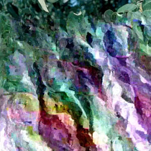 Honeycrisp Apple Tree Live Plant - 3 ft Tall Fruit Tree, USDA Zones 3-8 - Image 1