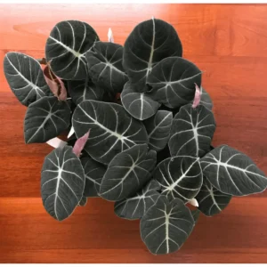 Black Velvet Alocasia Live Plant – Indoor Elephant Ear – 4-6 Inch Tall - Image 3