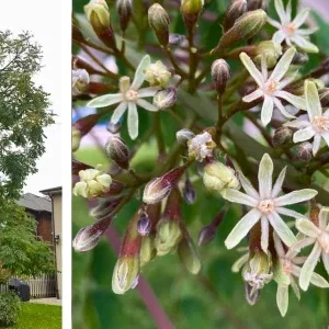 Kentucky Coffee Tree Live Plant - 2 ft Tall, Shade Tree Outdoor - Image 6