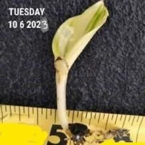 Variegated Banana Seeds - Musa spp. - Rare Ornamental Foliage - Image 3