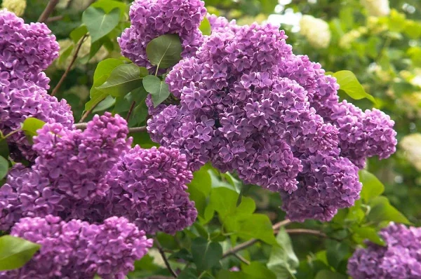 Lilac Live Bush - Fragrant Purple Flowers, Outdoor Shrub, 1 Plant - Image 1