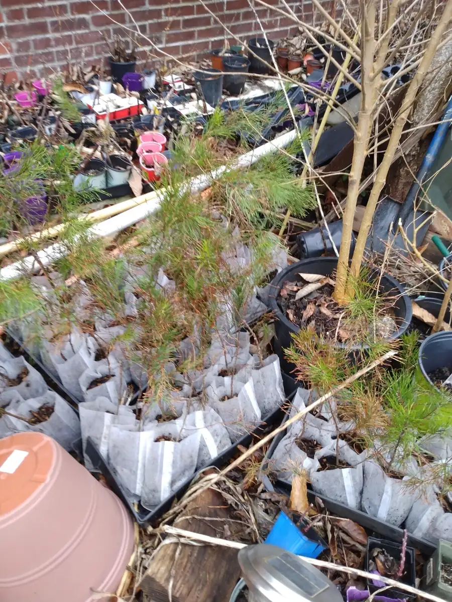 Loblolly Pine Live Plant, Pinus taeda, up to 10 inches Tall, Outdoor Tree - Image 2