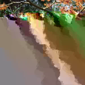 Witch Hazel Live Plant - Well-Rooted Hamamelis virginiana Shrub, 12-24 in Tall, Outdoor - Image 3