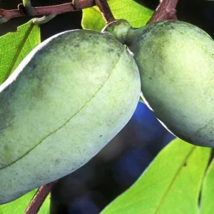 Mango Pawpaw Live Plant (Asimina triloba) - 1.5 ft Tall Well-Rooted Fruit Tree - Image 2