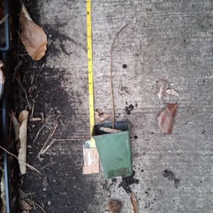 Mango Pawpaw Live Plant (Asimina triloba) - 1.5 ft Tall Well-Rooted Fruit Tree - Image 4