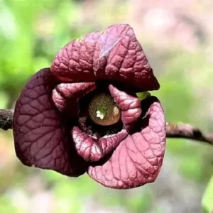 Mango Pawpaw Tree Live Plant – Asimina triloba – Up to 3 Ft Tall – Outdoor Fruit Tree - Image 4