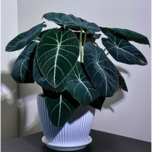 Black Velvet Alocasia Live Plant – Indoor Elephant Ear – 4-6 Inch Tall - Image 2