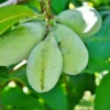 Pawpaw Tree Live Plant - 1 ft Tall Asimina triloba Fruit Tree for Home Garden - Image 4