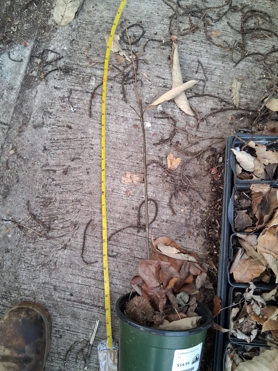 Pear Tree Live Plant - Fruit Bearing, Multiple Varieties, Up to 2.5 ft Tall, Outdoor - Image 2