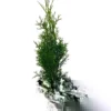 Emerald Green Arborvitae Live Plant 1-2.5 ft Tall - Thuja occidentalis 'Smaragd' Outdoor Evergreen Tree - Image 1