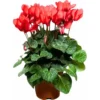 Red Cyclamen Live Plant - Hardy Flowers, Indoor/Outdoor, 4 Inch Pot - Image 1