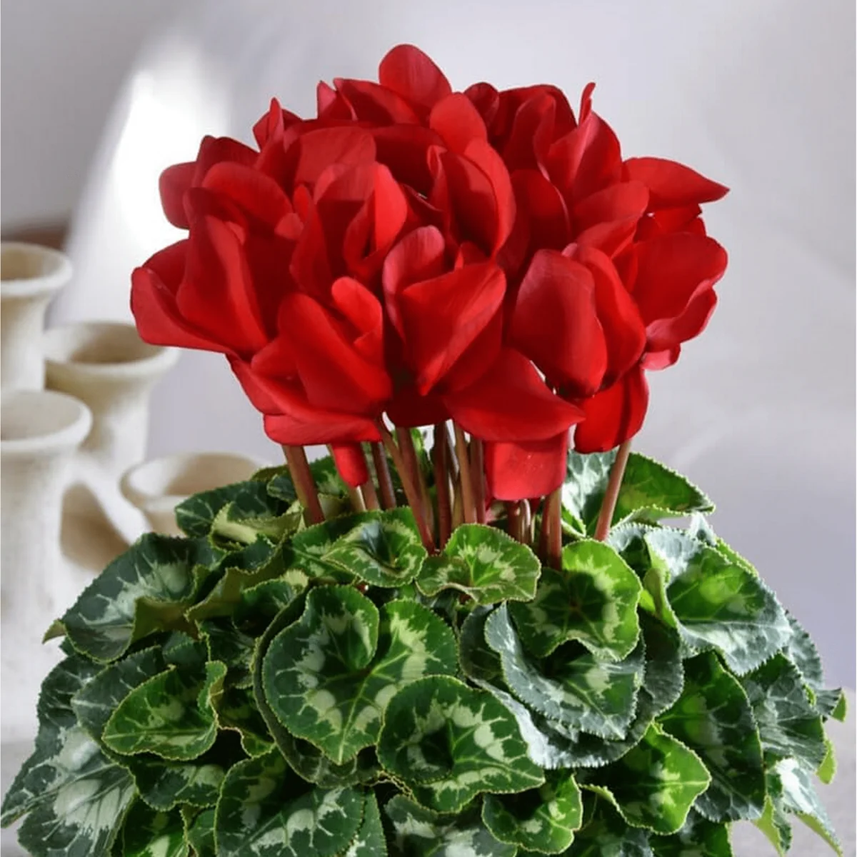Red Cyclamen Live Plant - Hardy Flowers, Indoor/Outdoor, 4 Inch Pot - Image 2