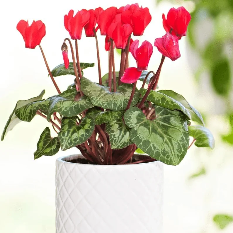 Red Cyclamen Live Plant - Hardy Flowers, Indoor/Outdoor, 4 Inch Pot - Image 3