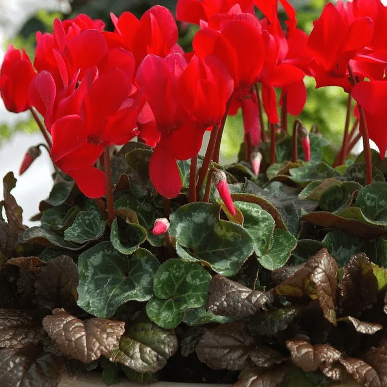 Red Cyclamen Live Plant - Hardy Flowers, Indoor/Outdoor, 4 Inch Pot - Image 5