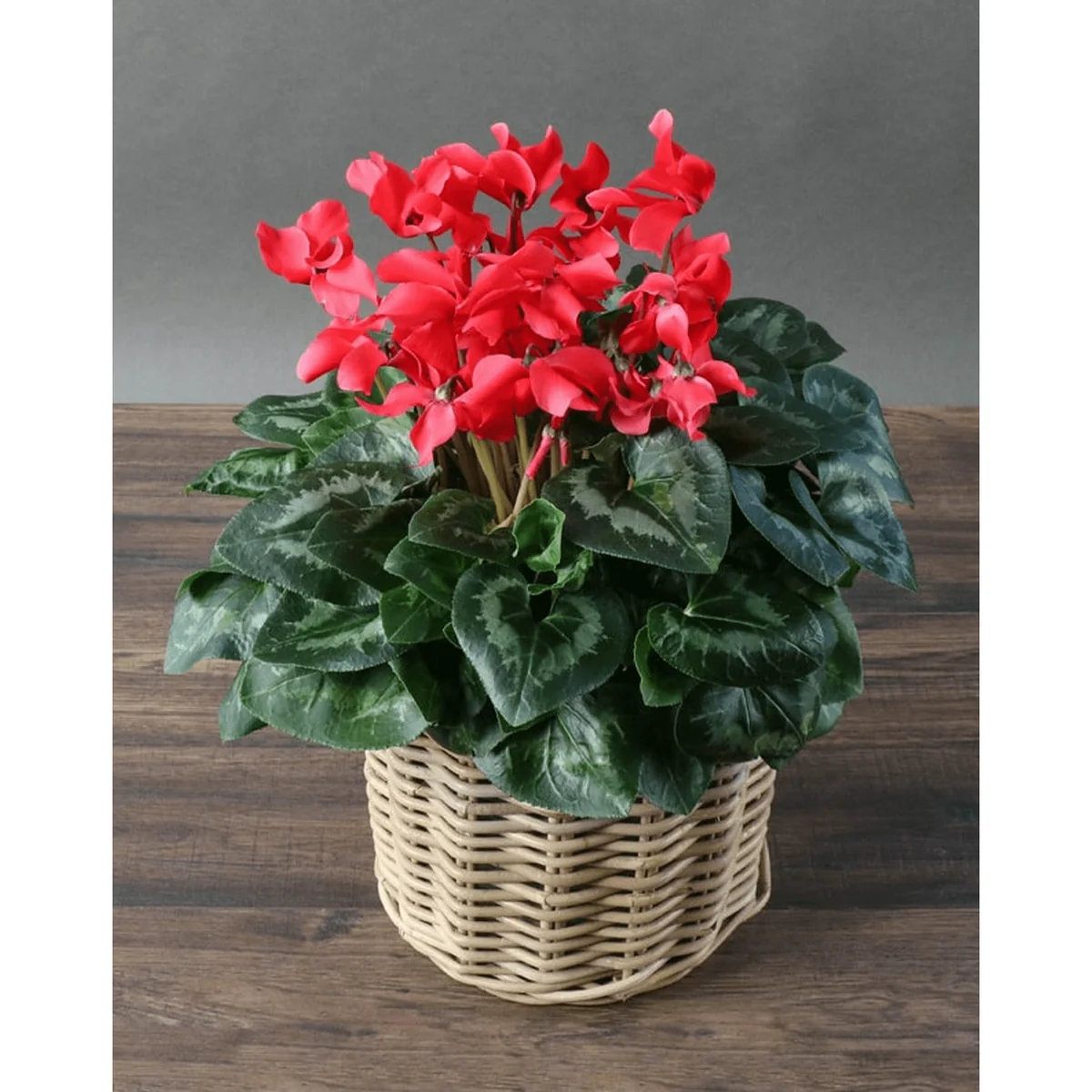 Red Cyclamen Live Plant - Hardy Flowers, Indoor/Outdoor, 4 Inch Pot - Image 7