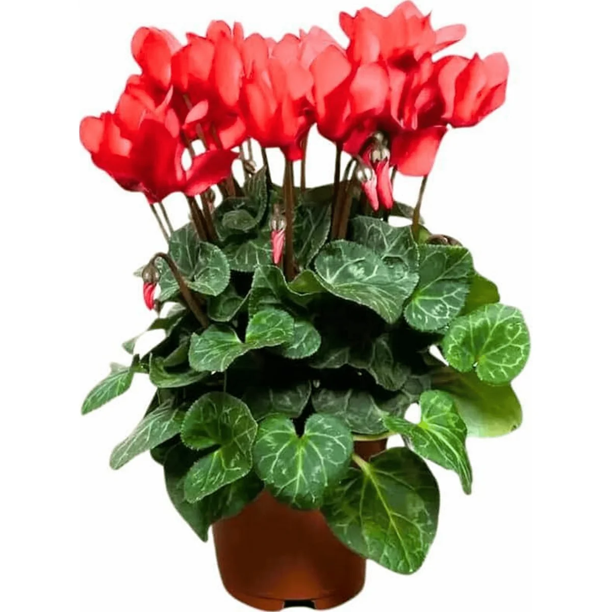 Red Cyclamen Live Plant - Hardy Flowers, Indoor/Outdoor, 4 Inch Pot - Image 1