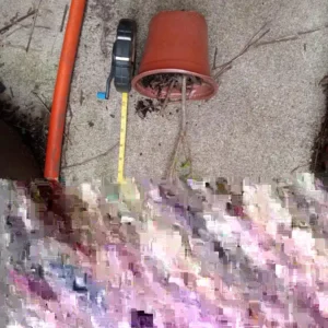 Red Weigela Live Plant (Weigela florida) - Bare Root Shrub, 2 ft Tall, Outdoor - Image 3