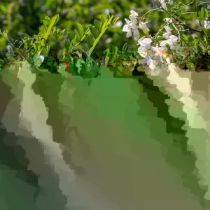 Kentucky Coffee Tree Live Plant - 2 ft Tall, Shade Tree Outdoor - Image 5