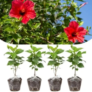 Set of 4 Deep Red Hibiscus Plants Live, Tropical Flowering Shrub, 4-8